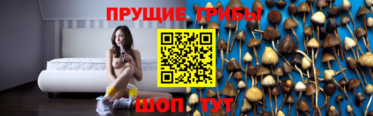 Псилоцибиновые грибы Cubensis Октябрьский